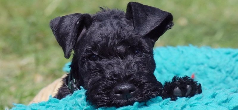 Керри-блю-терьер — порода собак