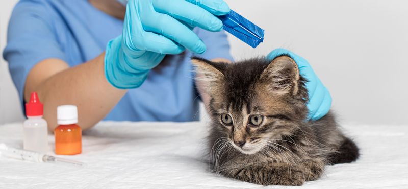 Стронгхолд для котят: инструкция по применению