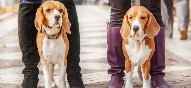 Как гулять с несколькими собаками одновременно