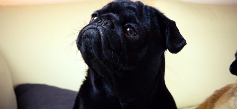 Мопс: особенности породы, характер, содержание