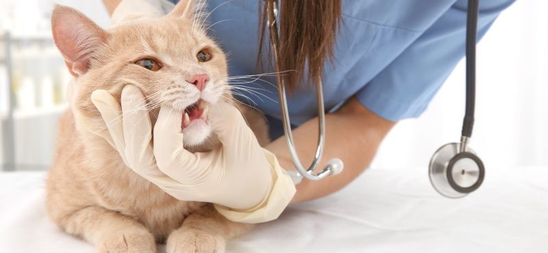 Какие есть ограничения на прием препаратов от паразитов