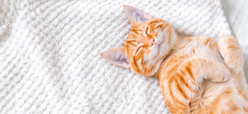 Самые знаменитые кошки мирового кинематографа Самые знаменитые кошки мирового кинематографа