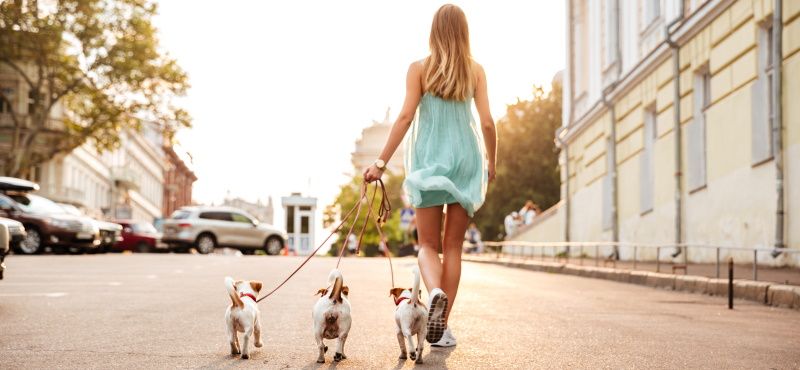 Рулетки для собак Flexi – немецкое качество и современный дизайн