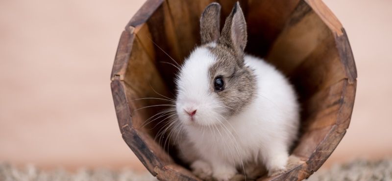 Обзор кроликов для содержания дома