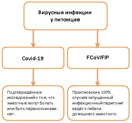 Могут ли домашние животные заразиться коронавирусом? Могут ли домашние животные заразиться коронавирусом?