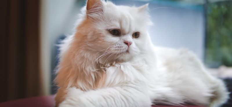 Персидская кошка: характер и описание породы