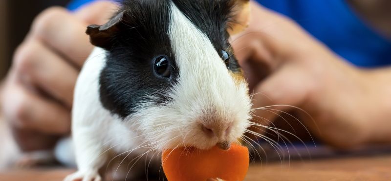 Обработка грызунов от паразитов: что нужно знать