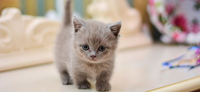 Манчкин: особенности породы, уход, содержание