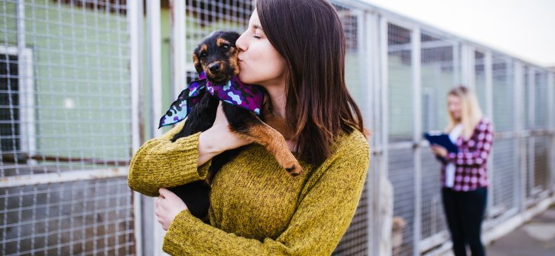 В каком приюте можно взять собаку?