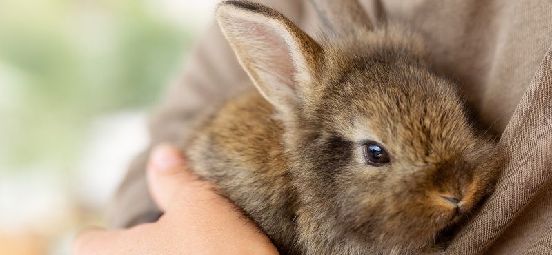 Обработка грызунов от паразитов: что нужно знать