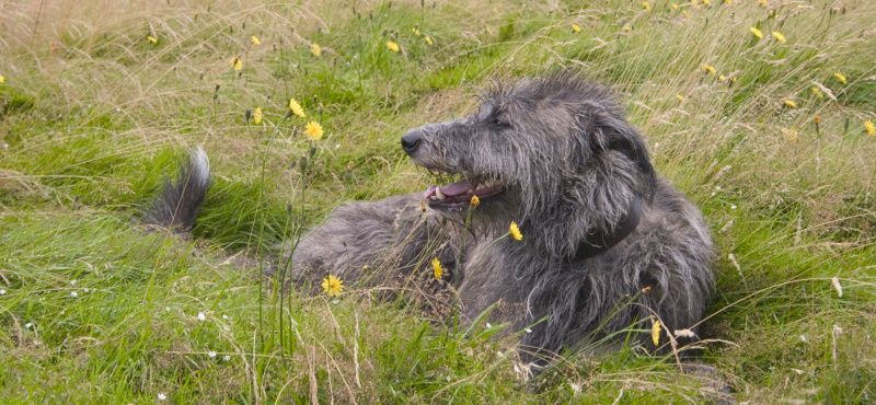 Дирхаунд – порода собак Дирхаунд – порода собак