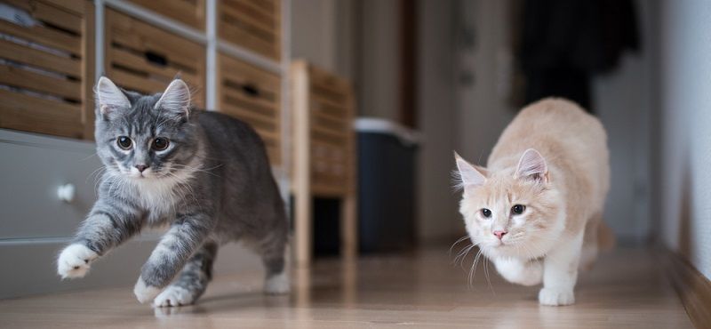 Как выбрать витамины для кошки Как выбрать витамины для кошки