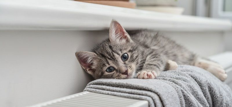 Согревающие товары для домашних животных