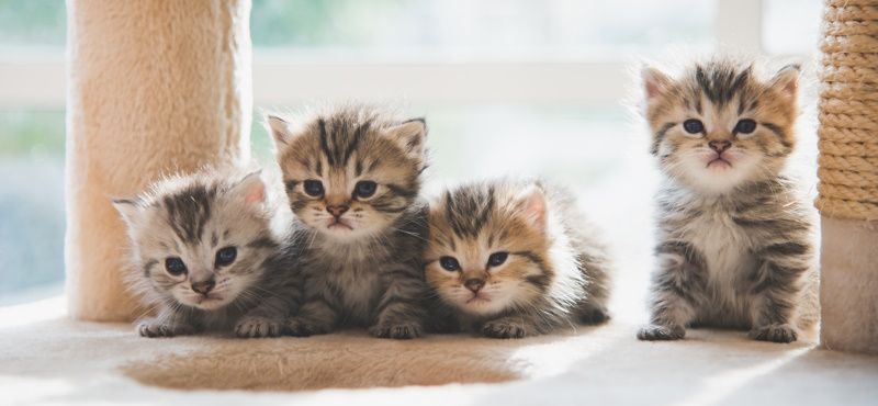 Основные правила адаптации котенка в новом доме