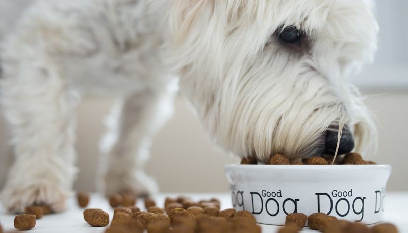 Чем кормить кастрированную собаку?