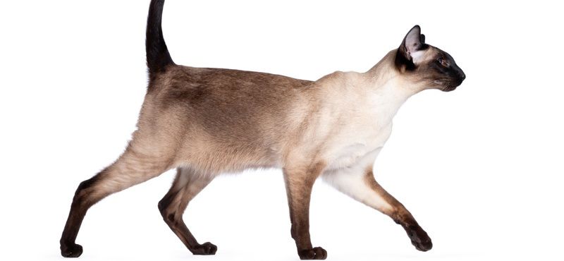 Сиамская кошка: характер, описание породы, содержание