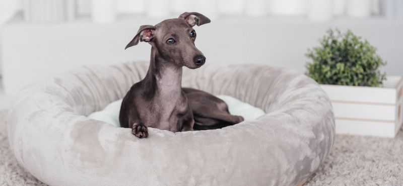 Большая собака в квартире