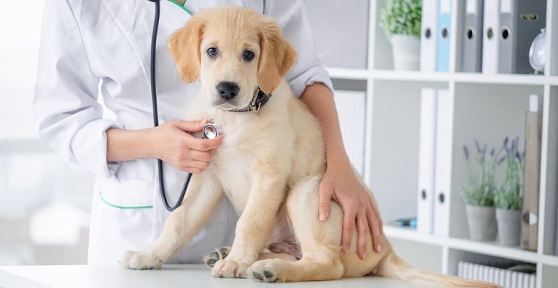 Чем кормить кастрированную собаку?