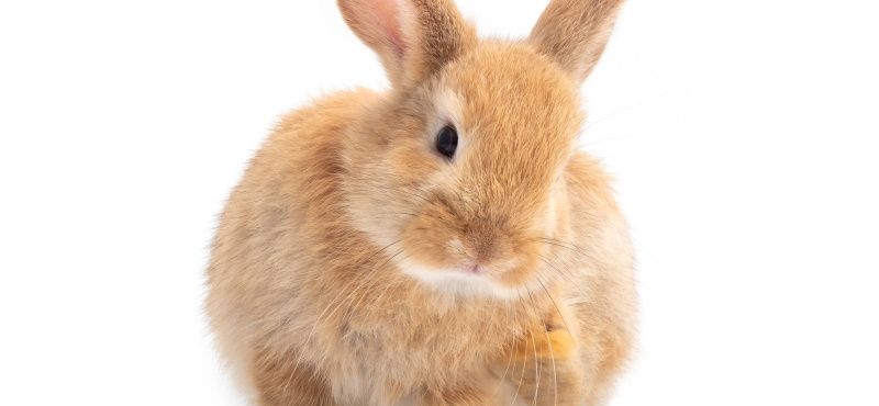 Обработка грызунов от паразитов: что нужно знать