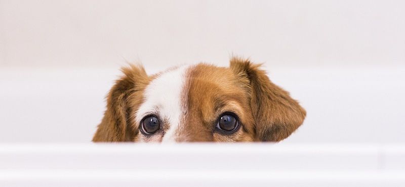 Шампунь для собак: какой купить и как мыть