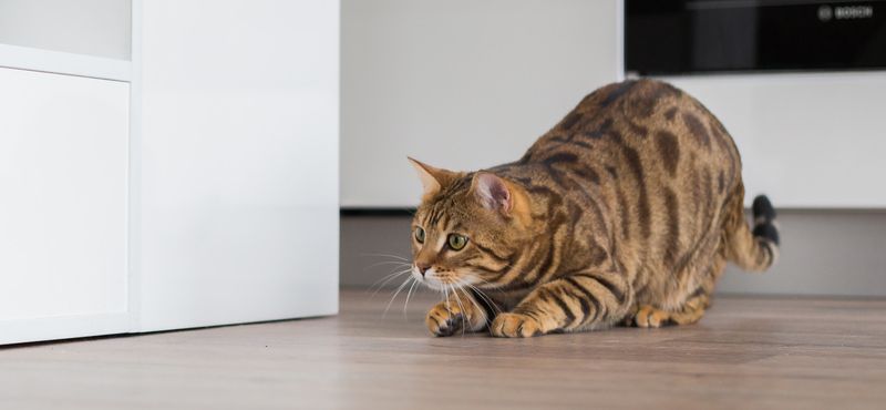 Бенгальская порода кошек Бенгальская порода кошек