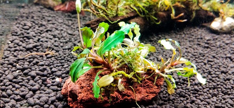 Как правильно подобрать аквариумный грунт