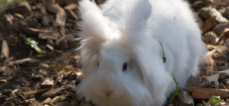 Обзор кроликов для содержания дома