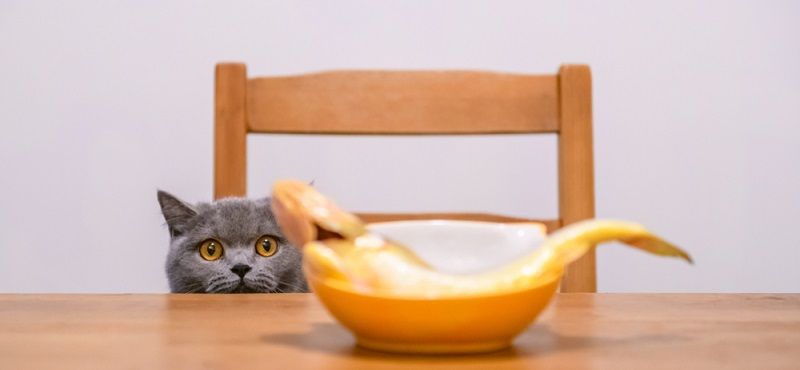 Можно ли кормить кошку рыбой?