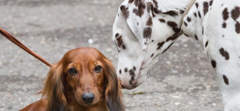Как гулять с несколькими собаками одновременно