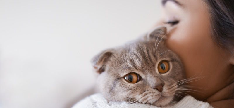 Какую породу кошки выбрать?