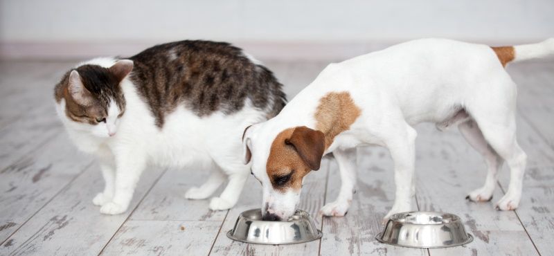 Как правильно читать упаковку корма для собаки или кошки