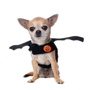 Костюм светящийся Led для собак Летучая мышь XS черный (унисекс)