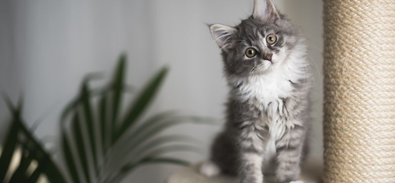 Сизаль или джут: что лучше для когтеточки