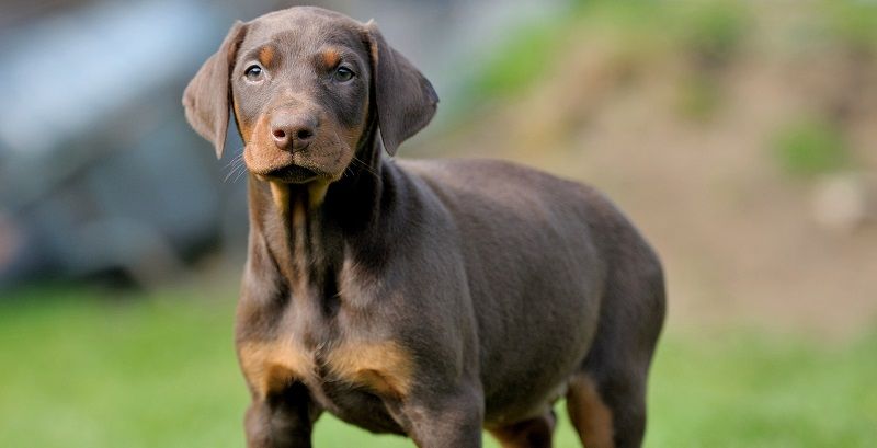 Доберман – порода собак Доберман – порода собак