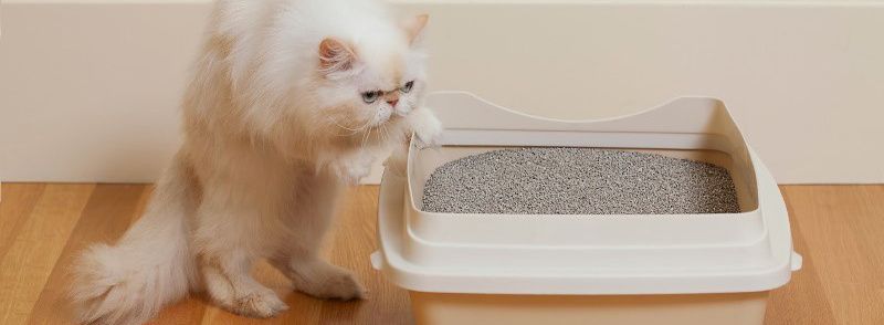 Выбираем кошачий наполнитель Выбираем кошачий наполнитель