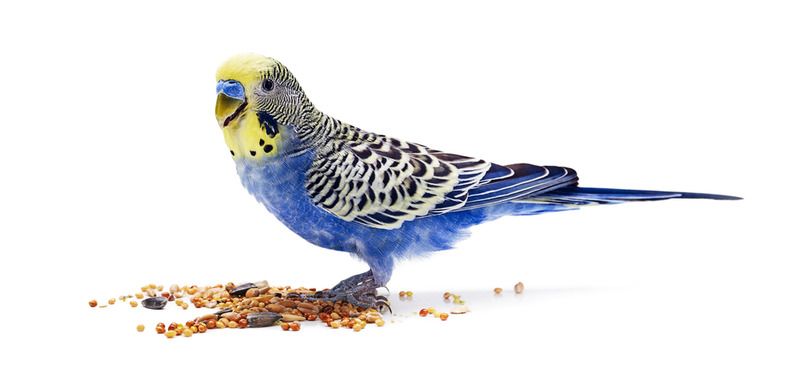 Основы питания волнистых попугаев
