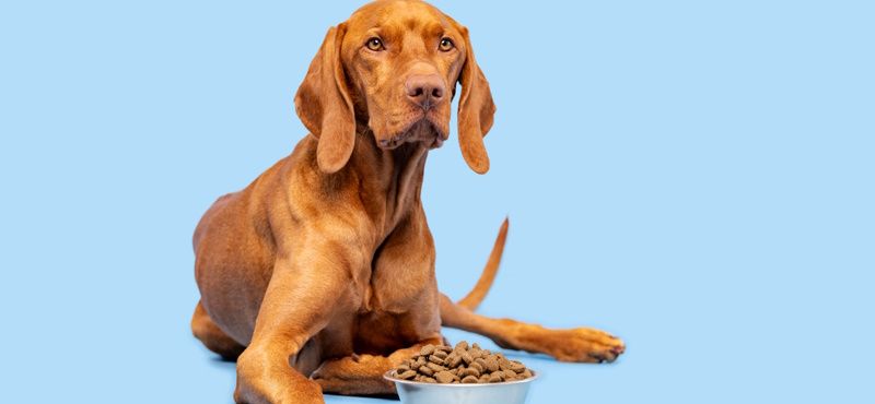 Как правильно хранить сухой корм для собак и кошек?