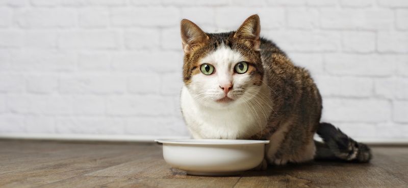 Корм для кошек Ownat