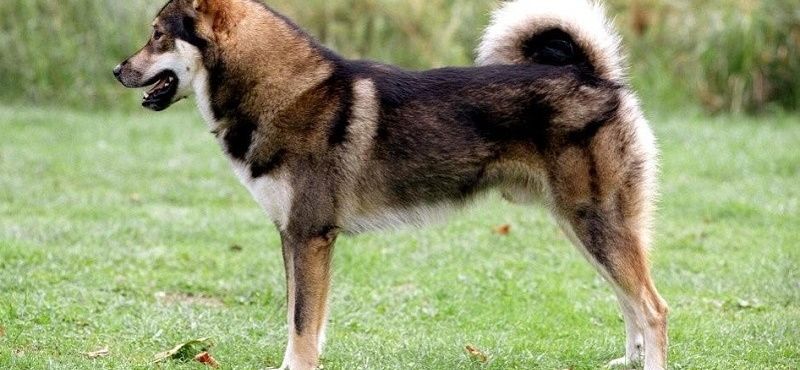 Восточносибирская лайка – порода собак