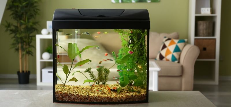 Как оставить аквариум и рыб на время отпуска