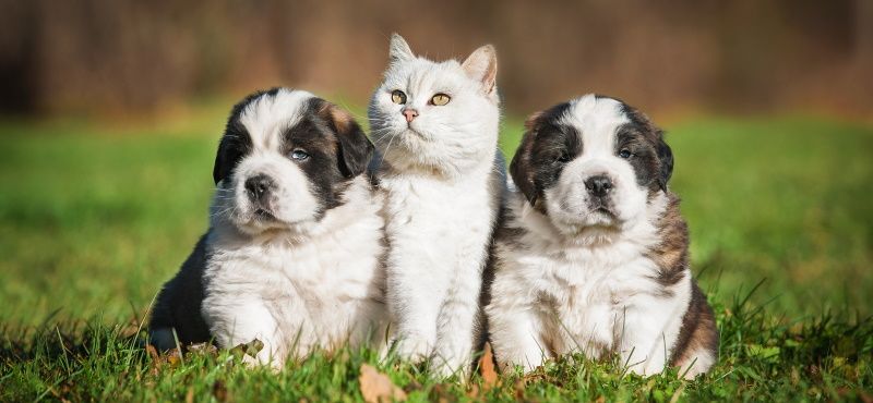 Сенбернар: особенности ухода, характер, содержание