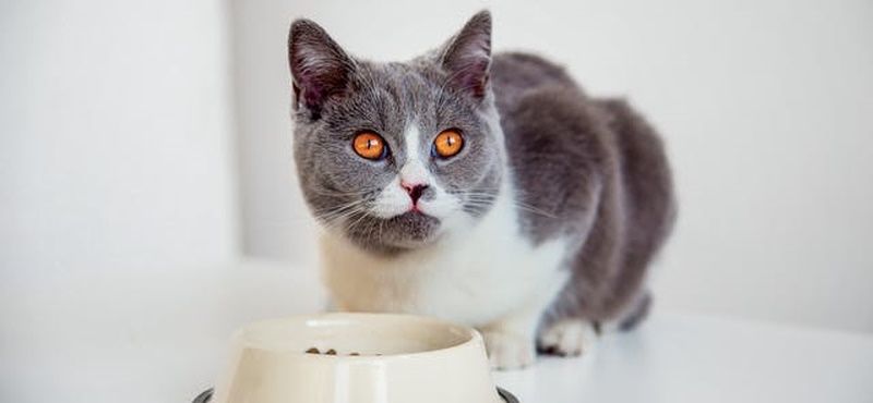 Заболевания желудочно-кишечного тракта у собак и кошек