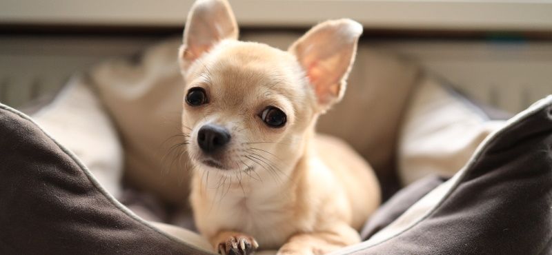 Хвостатые звезды Голливуда: самые знаменитые собаки