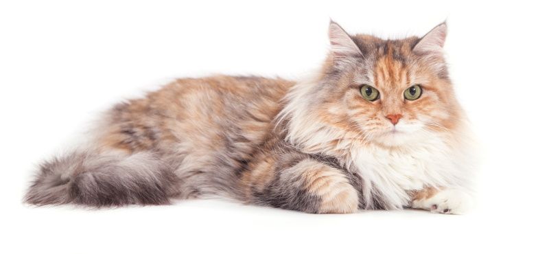 Сибирская кошка: описание, характер, содержание