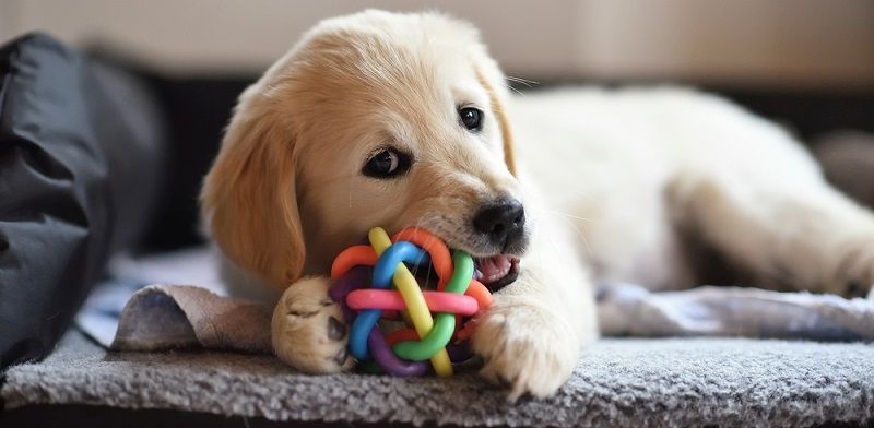 Собака одна дома: позаботьтесь о питомце