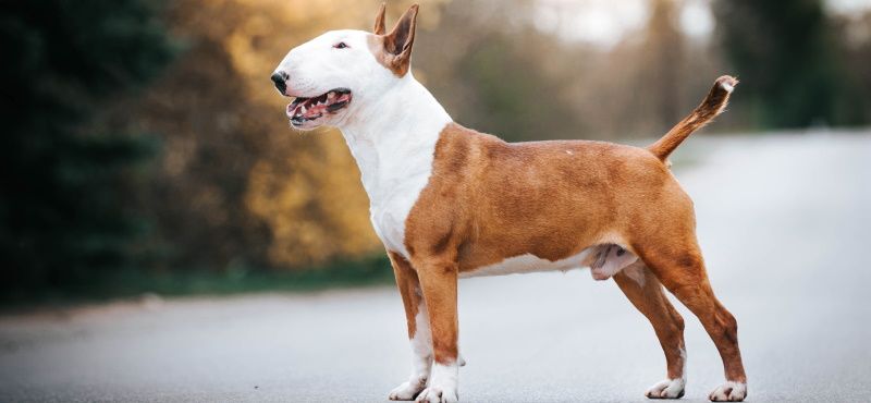 Бультерьер - порода собак Бультерьер - порода собак