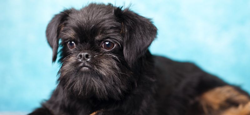 Брюссельский гриффон - порода собак