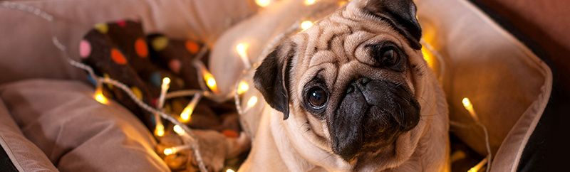 Успокоительные на основе феромонов