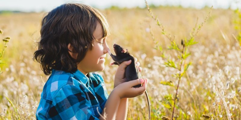 Крыса - символ Нового 2020 года! Крыса - символ Нового 2020 года!