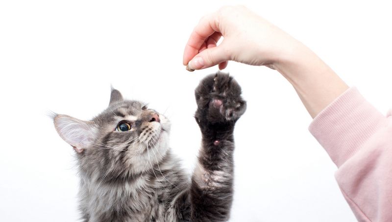 Умное питание для кошки: сухие + влажные корма UNOCAT